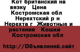 Кот британский на вязку › Цена ­ 1 500 - Костромская обл., Нерехтский р-н, Нерехта г. Животные и растения » Кошки   . Костромская обл.